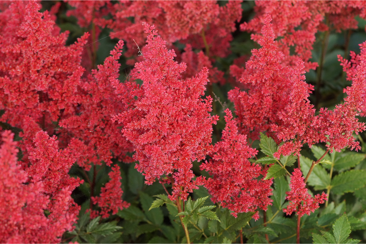 Astilbe Japonica-Hybr. 'Red Sentinel' - Prachtspiere
