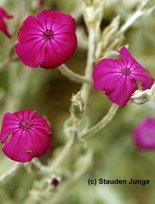 Lychnis coronaria
