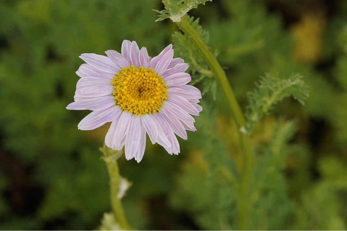 Tanacetum coccineum 'Robinsons Rosa' - Bunte Margerite