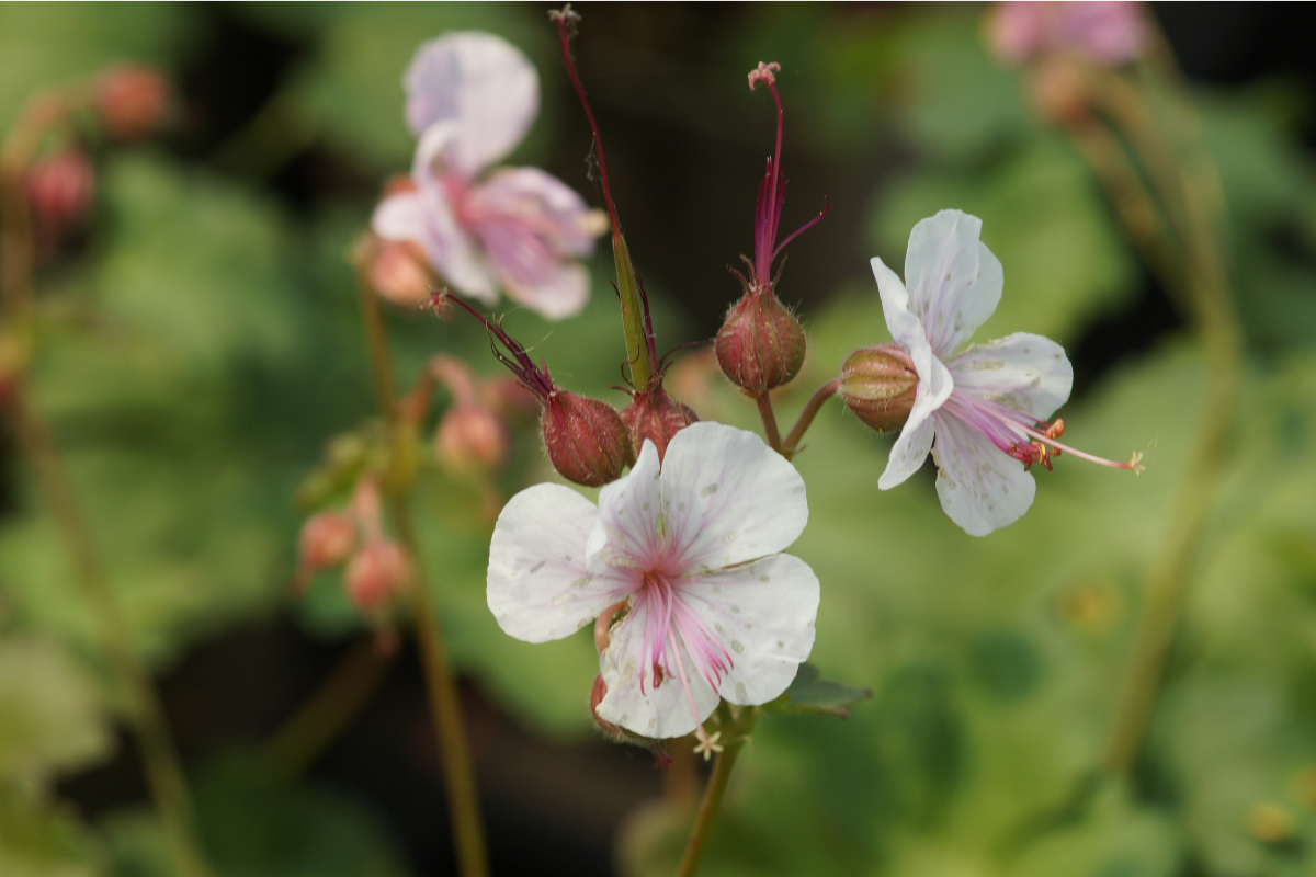 Geranium x cantabrigiense 'Biokovo' - Cambridge-Storchschnabel