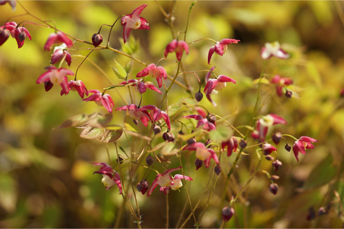 Epimedium x rubrum - Elfenblume