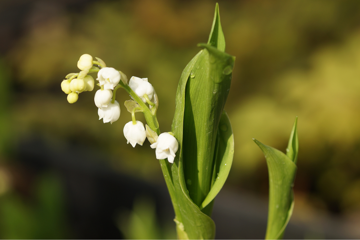 Convallaria majalis - Maiglöckchen