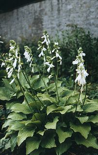 Hosta Plantaginea-Hybr. 'Royal Standard'