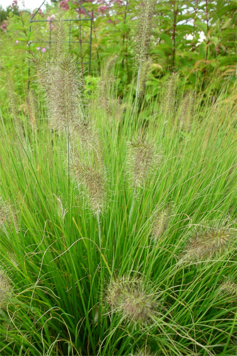 Pennisetum alopecuroides 'Hameln'