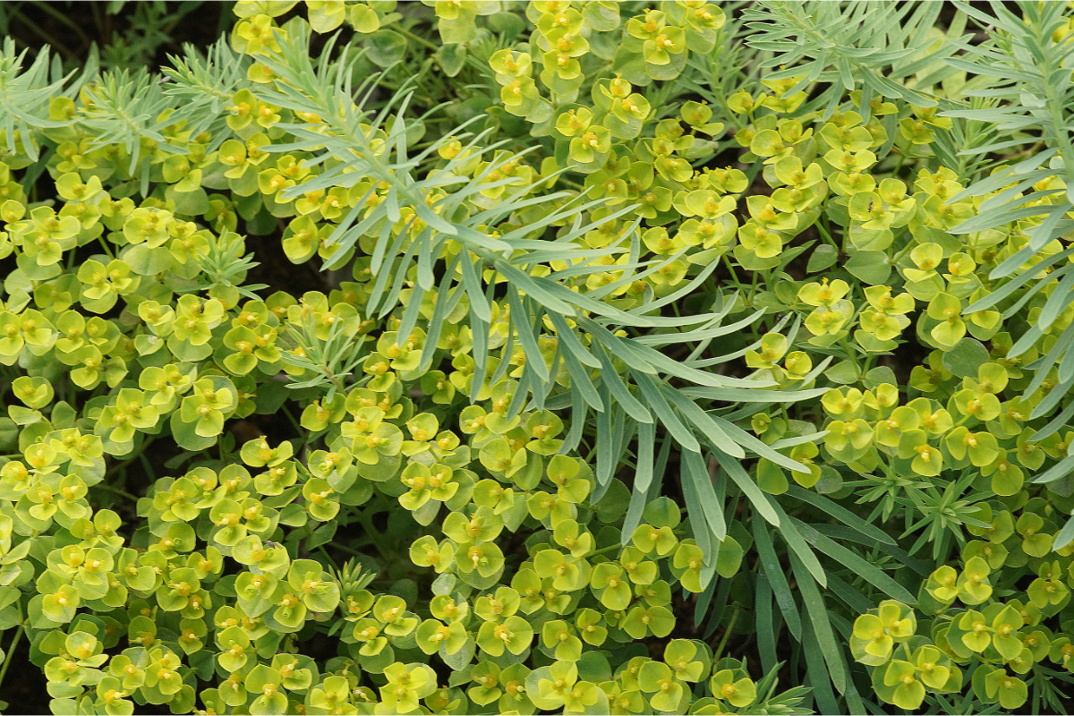 Euphorbia seguieriana ssp.niciciana - Steppen-Wolfsmilch