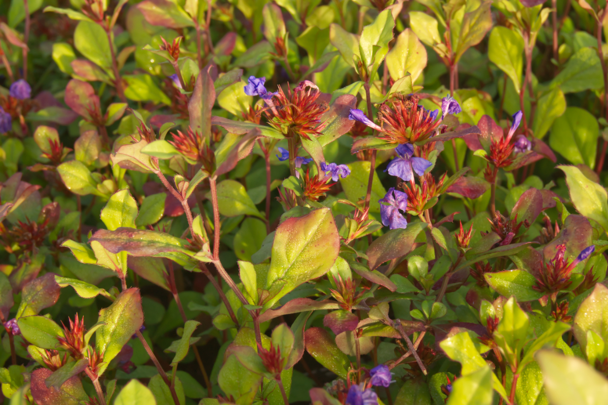 Ceratostigma plumbaginoides