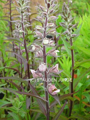 Digitalis ferruginea 'Gigantea' - Rostfarbiger Fingerhut