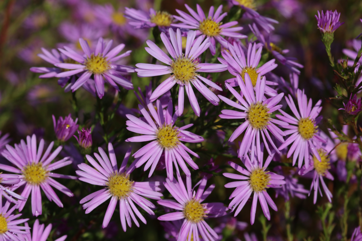 Aster pringlei 'Pink Star'