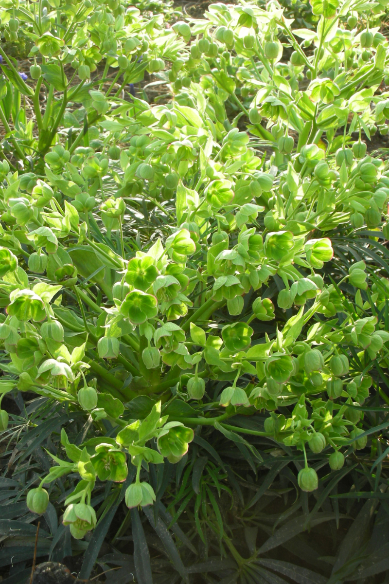 Helleborus foetidus