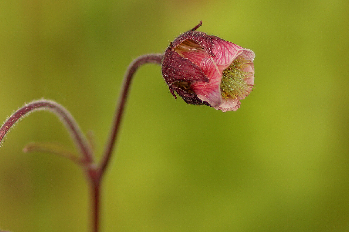 Geum rivale