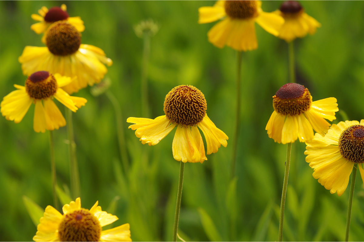 Helenium Hybride 'Wesergold'