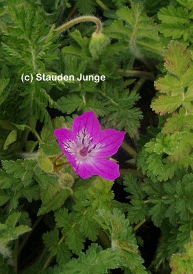 Erodium manescavii