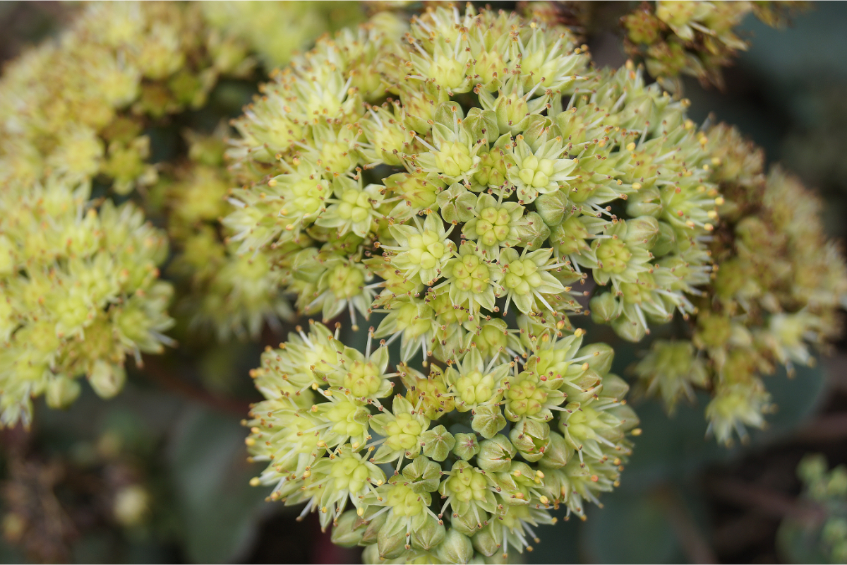 Sedum telephium ssp. ruprechtii