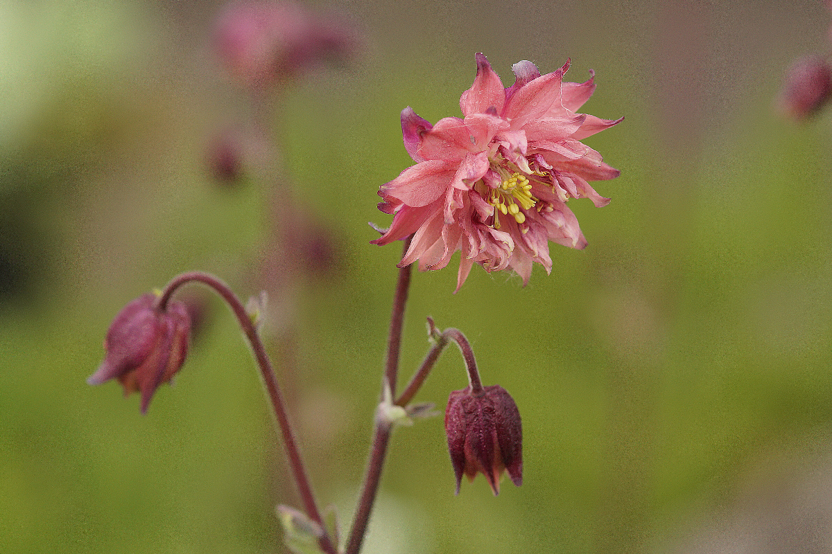 Aquilegia vulgaris plena 'Rose Barlow' - Akelei