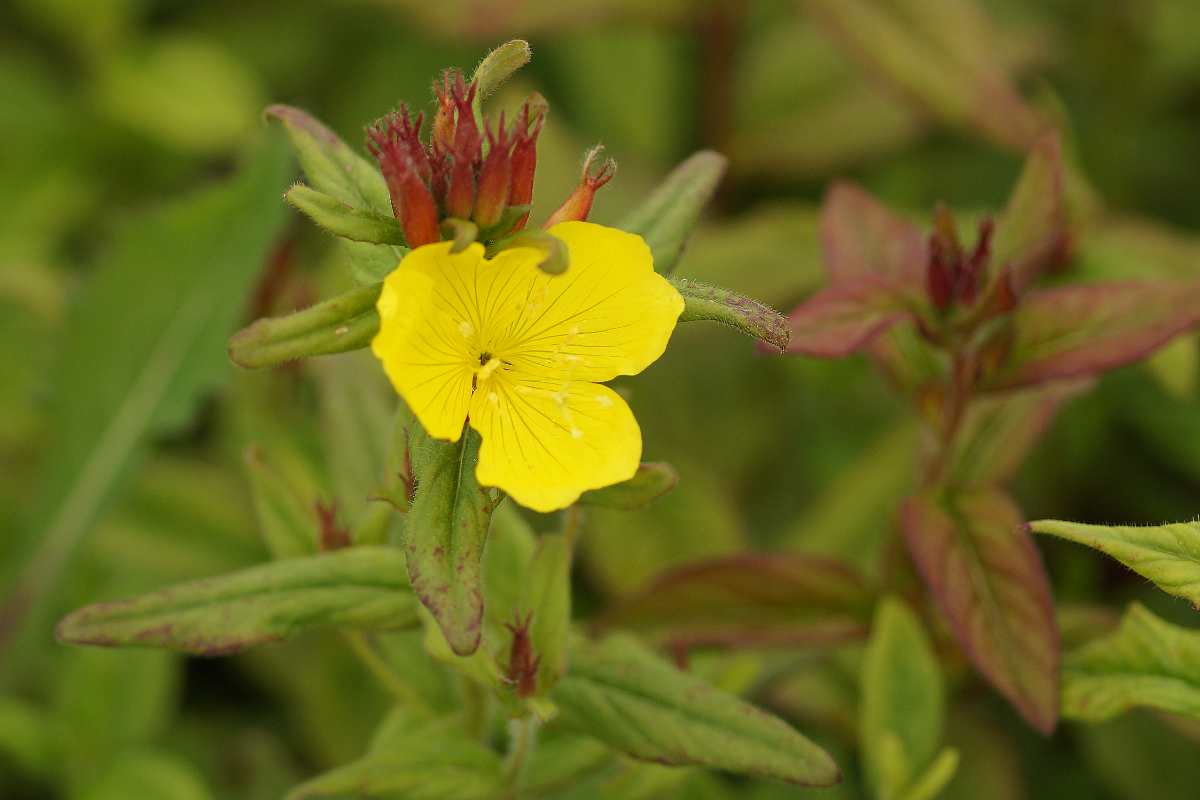 Oenothera pilosella 'Yella Fella' - Nachtkerze