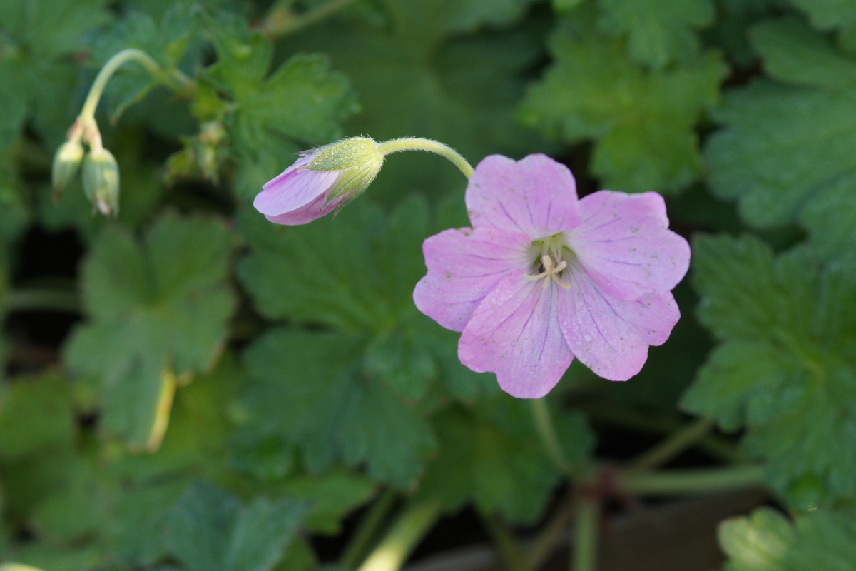 Geranium Hybride 'Dreamland' (R) - Storchschnabel