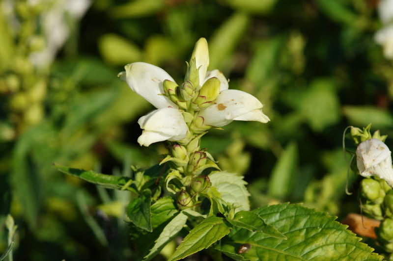 Chelone obliqua 'Alba' - Weiße Schildblume, Schlangenkopf