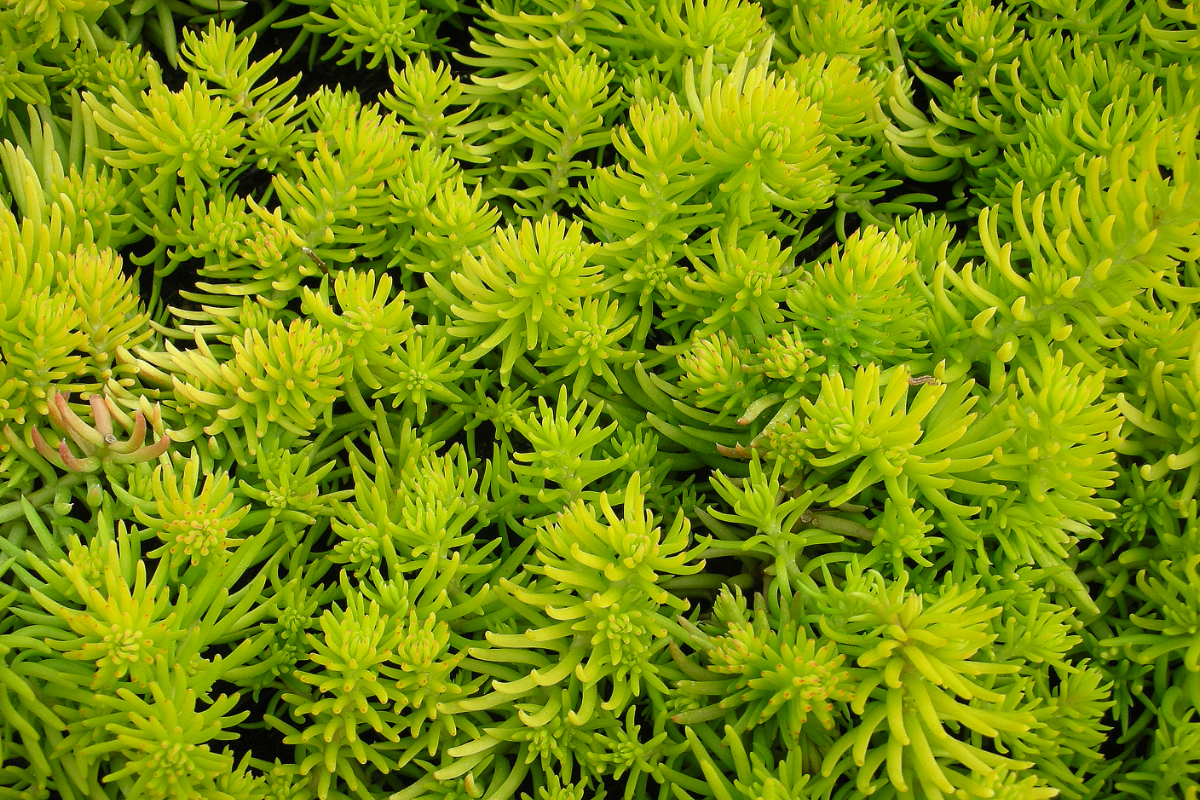 Sedum reflexum 'Angelina'