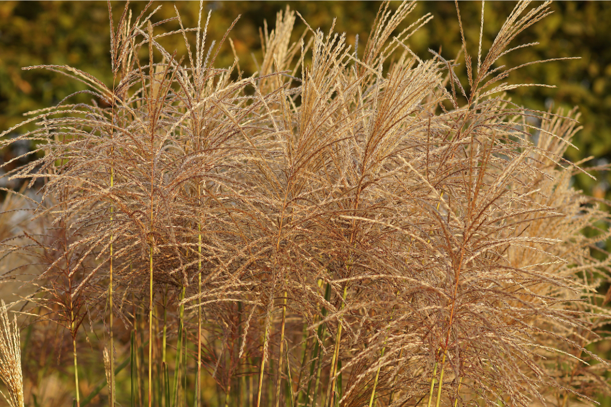 Miscanthus sinensis 'Malepartus'