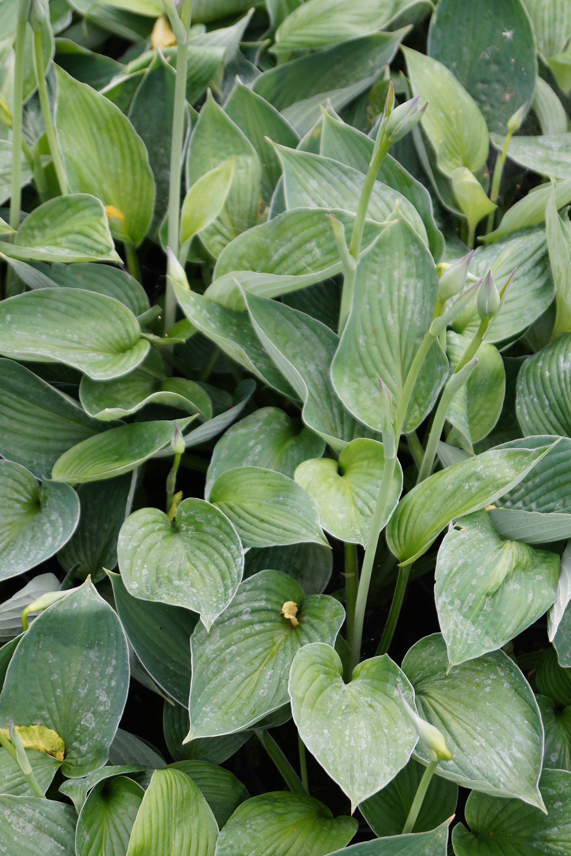 Hosta x fortunei 'Hyacinthina' - Funkie, Herzblattlilie
