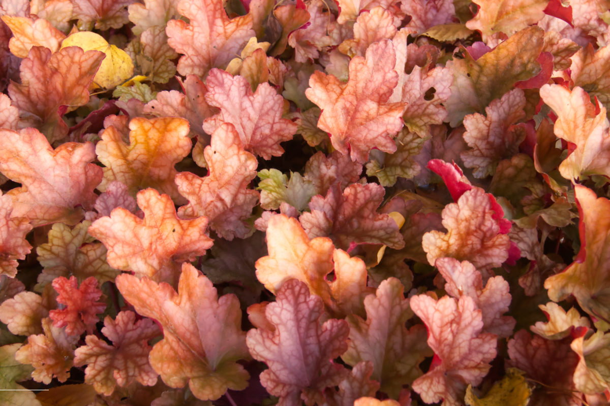 Heuchera Hybride 'Peach Flambe' (R)