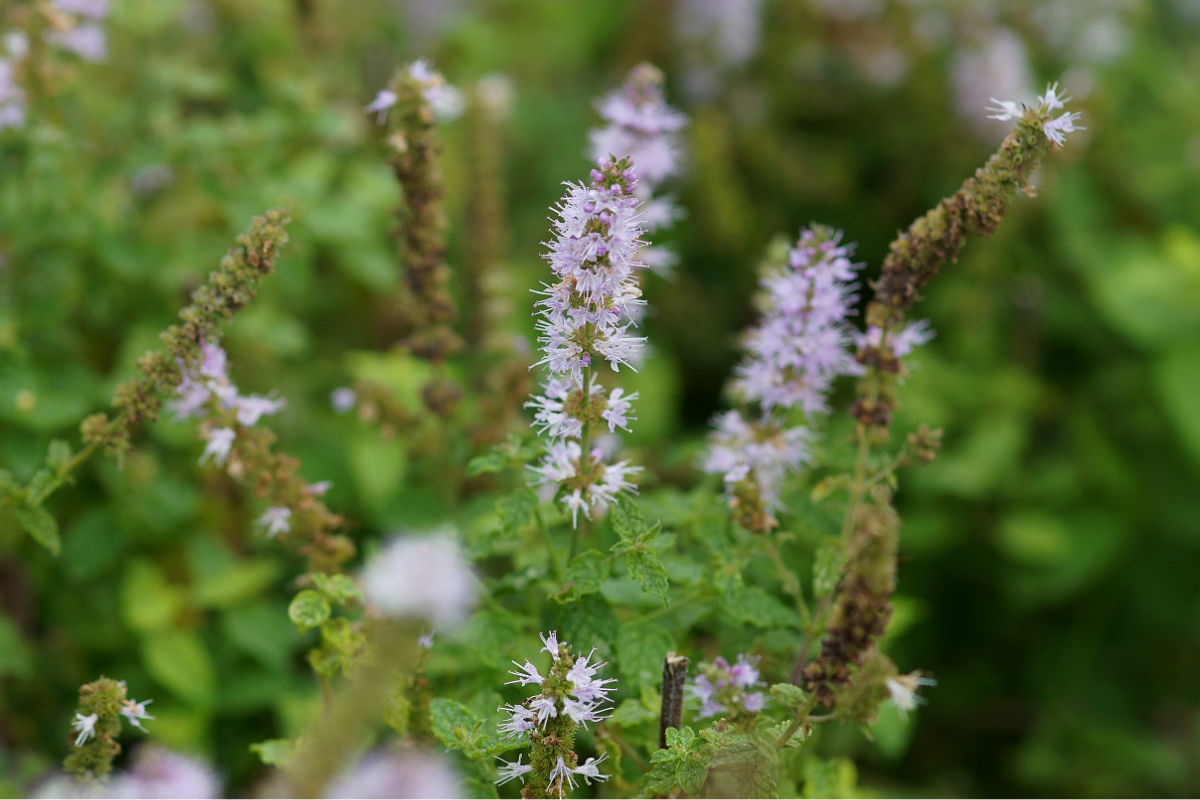 Mentha species 'Erdbeere' - Erdbeerminze