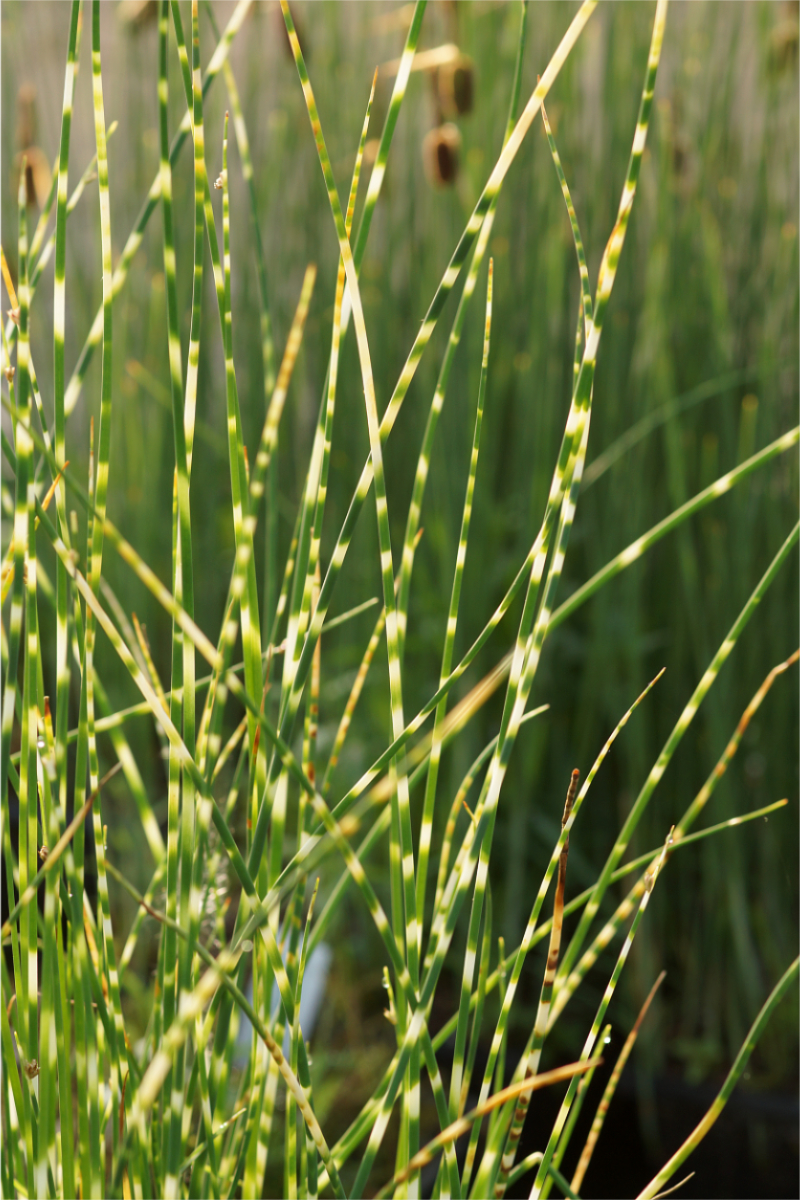 Scirpus (Schoenoplectus) tabernaemontani 'Zebrinus' - Zebrasimse