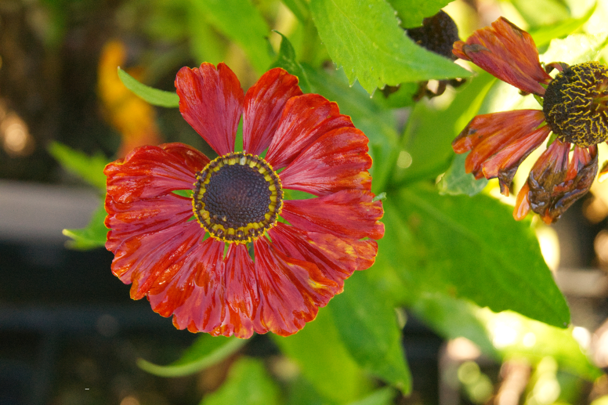 Helenium Hybride 'Baudirektor Linne'