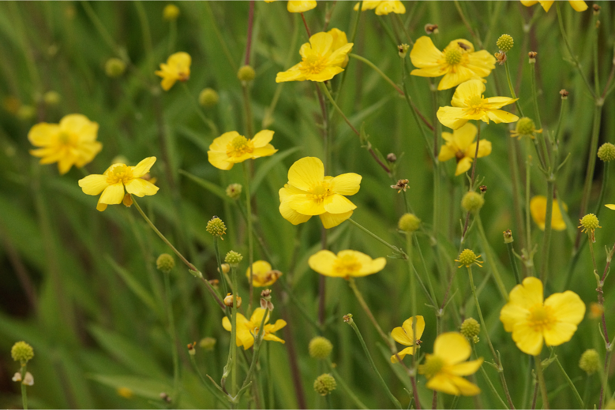 Ranunculus lingua 'Grandiflora' - Zungenhahnenfuss