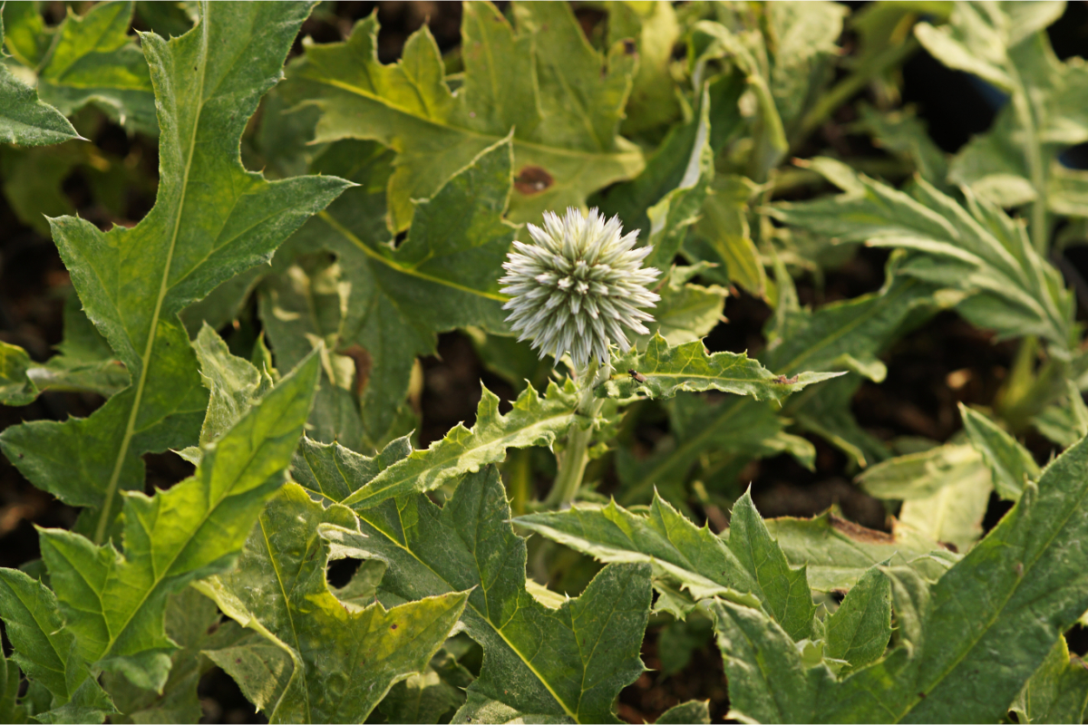 Echinops ritro