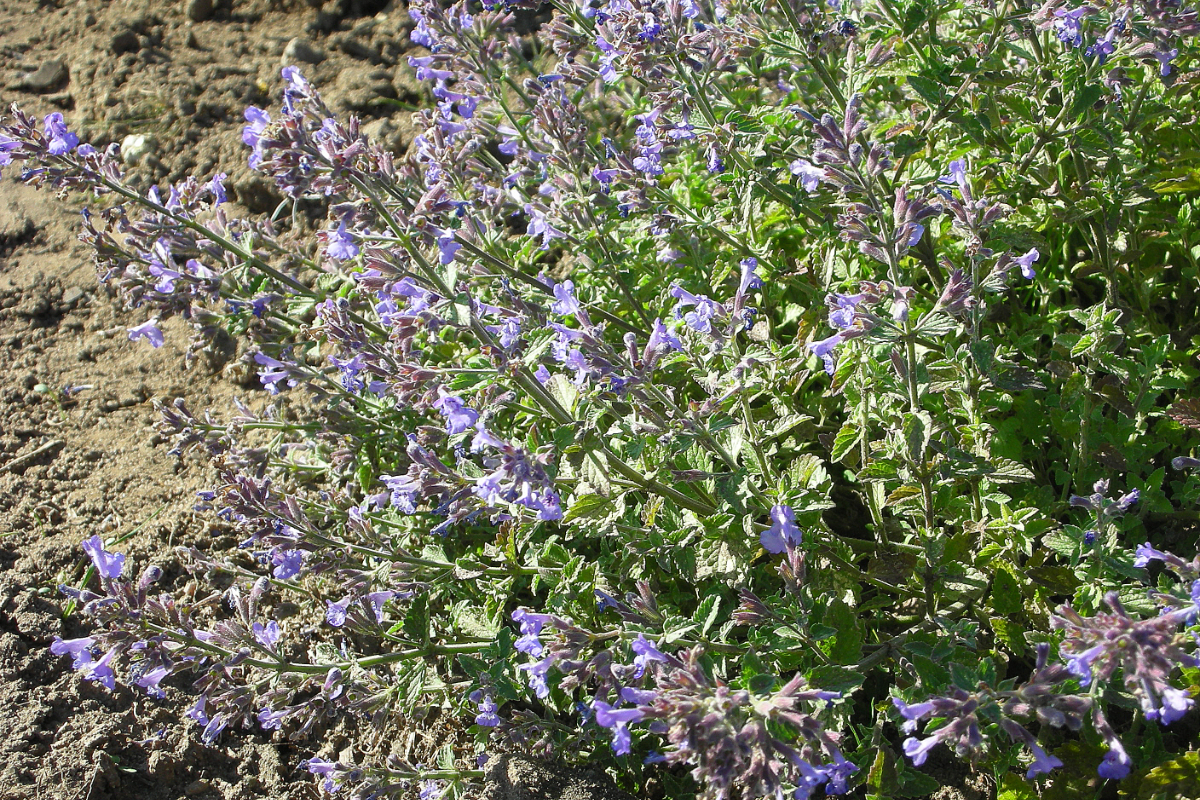 Nepeta x faassenii 'Kit Cat'