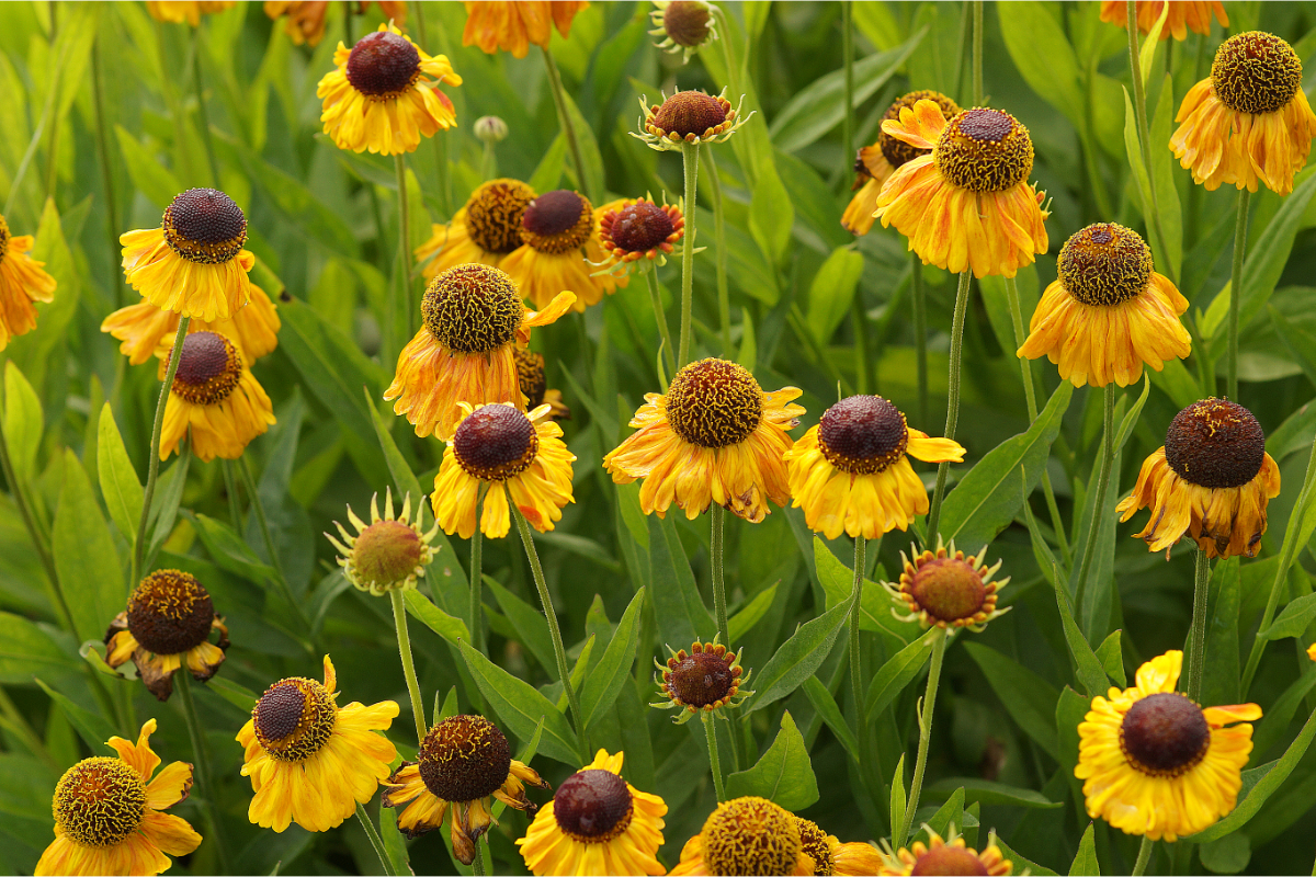 Helenium Hybride 'Wyndley'