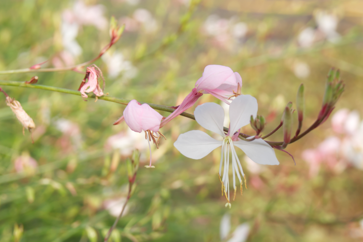 Gaura lindheimeri 'Summer Breeze' - Prachtkerze