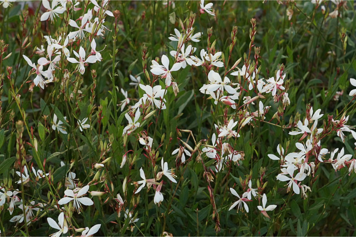 Gaura lindheimeri