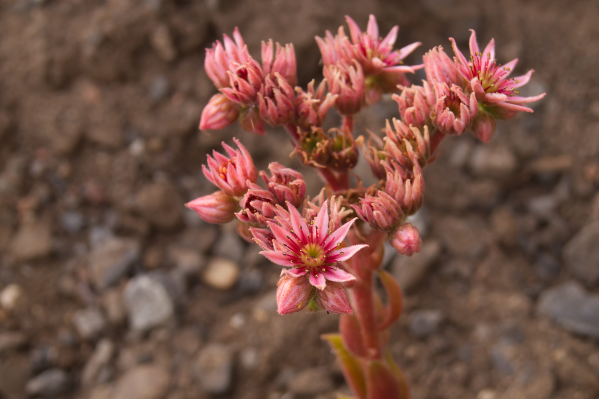 Sempervivum Hybride 'Alpha'