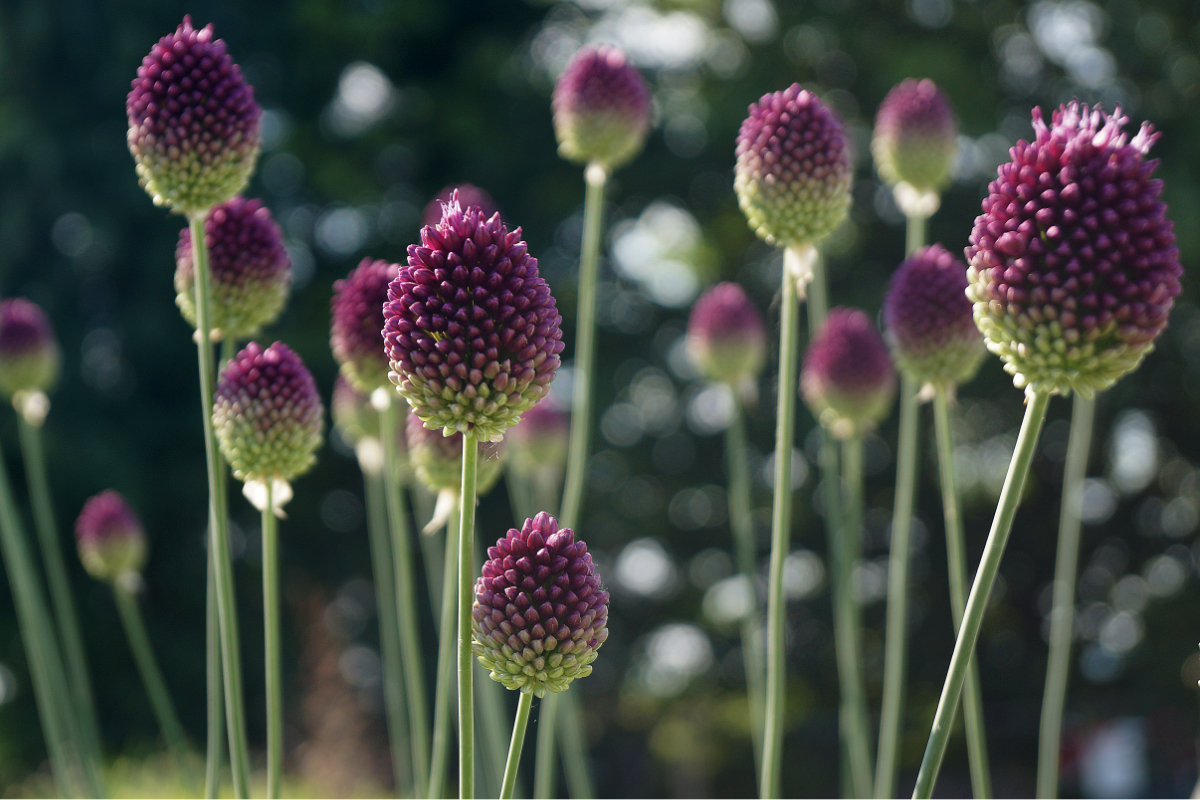 Allium sphaerocephalon - Blumenlauch