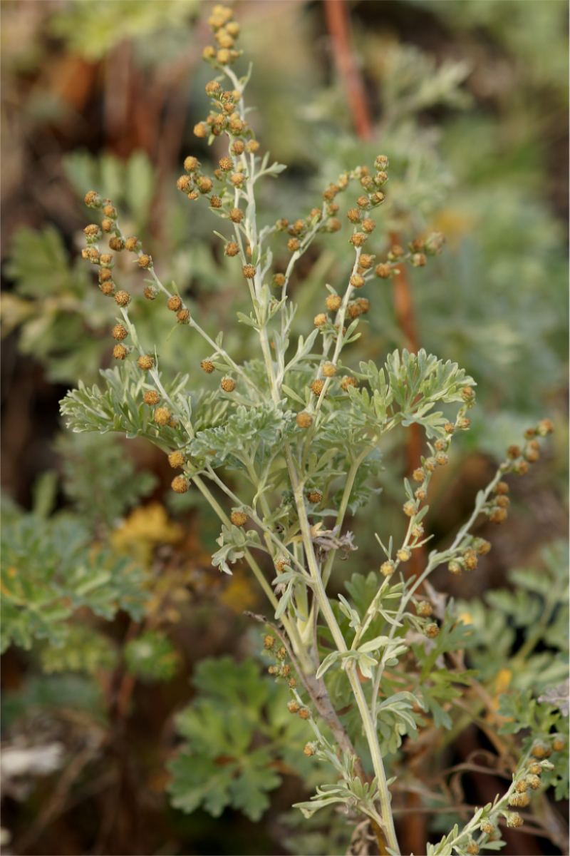 Artemisia absinthium
