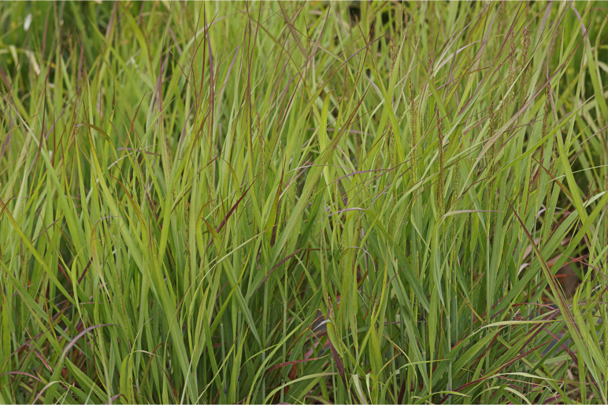 Panicum virgatum 'Shenandoah'