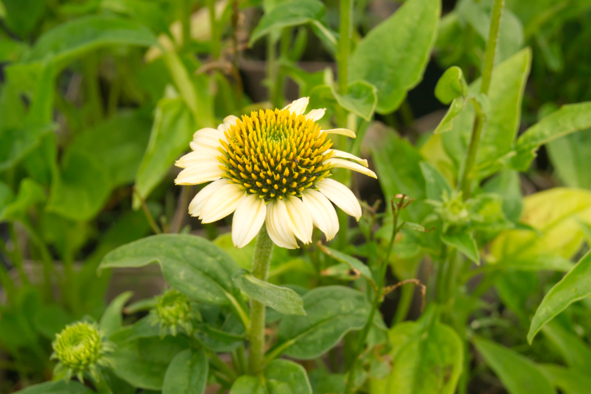 Echinacea purpurea 'Mellow Yellows'