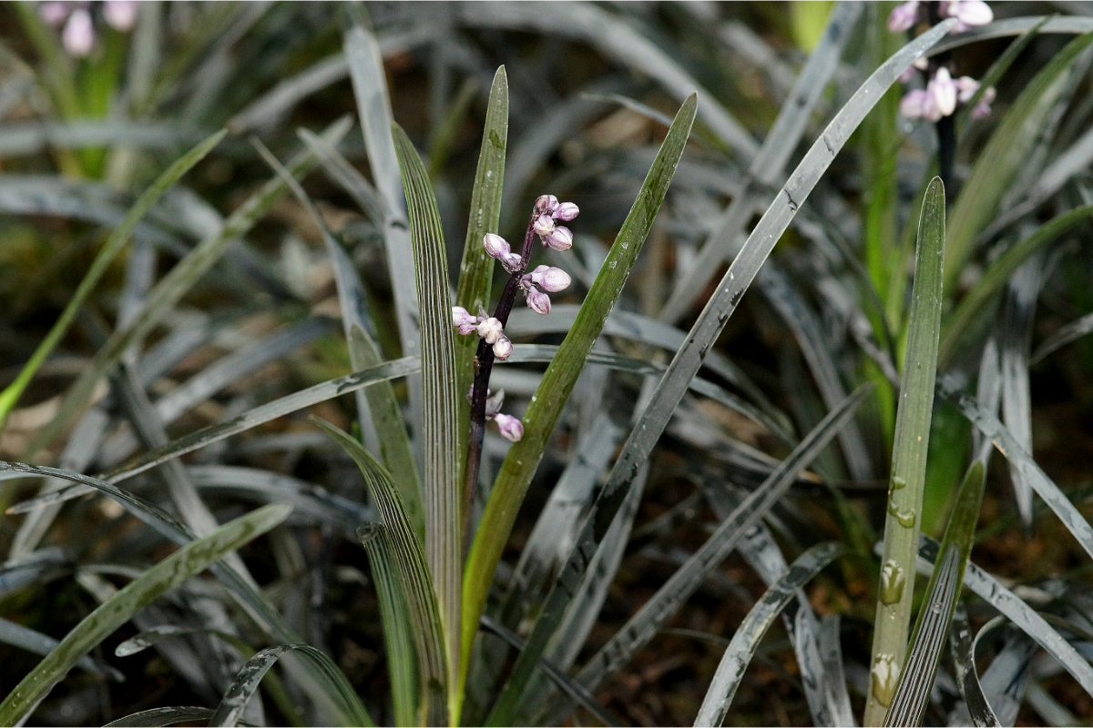 Ophiopogon planiscapus 'Nigrescens' - Dunkelblättriger Schlangenbart