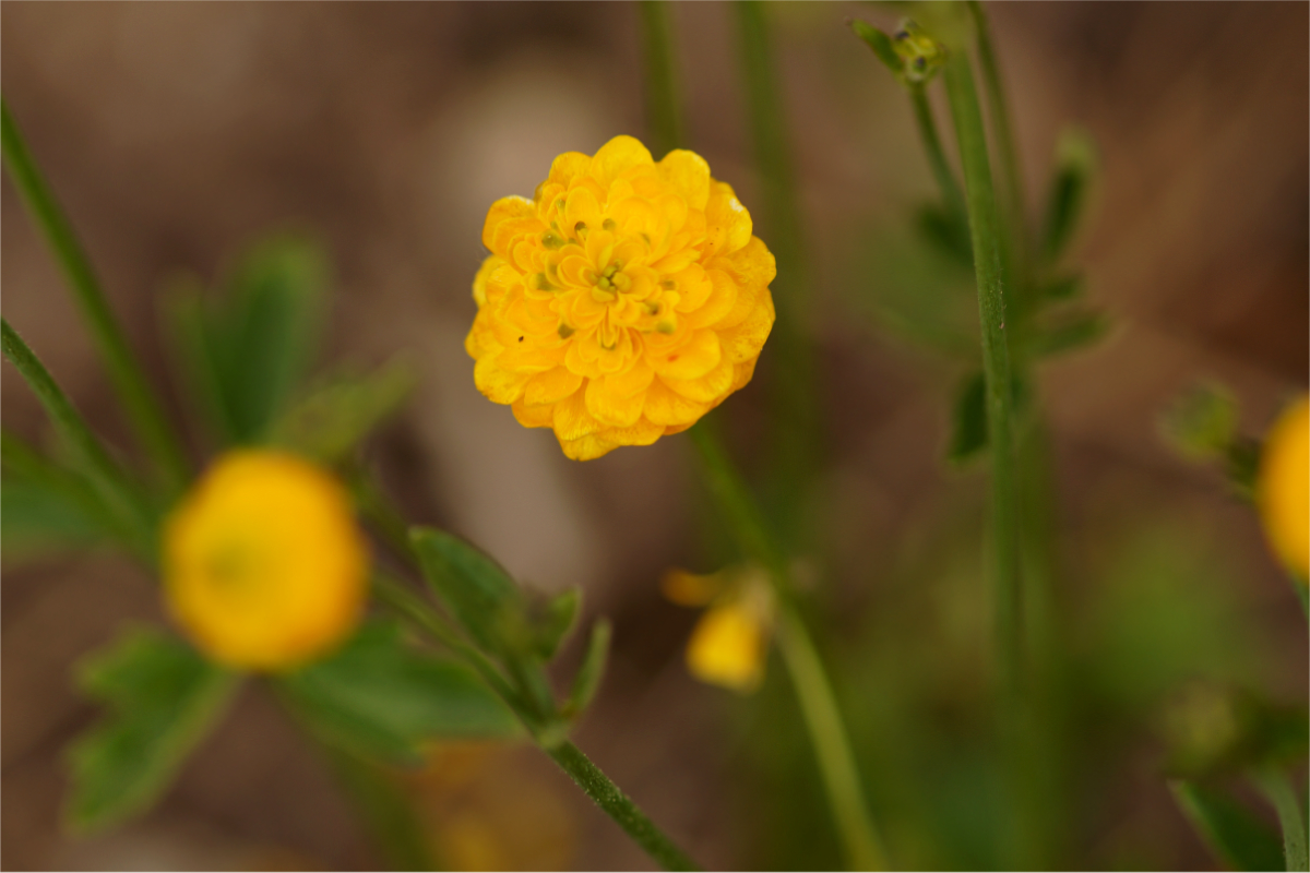 Ranunculus acris 'Multiplex'