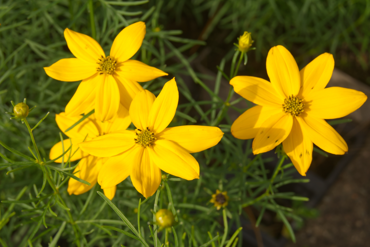 Coreopsis verticillata ('Grandiflora')