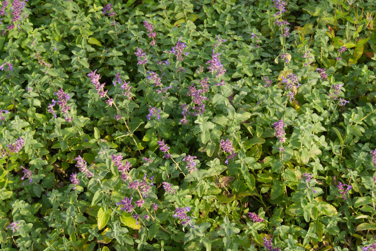 Nepeta x faassenii