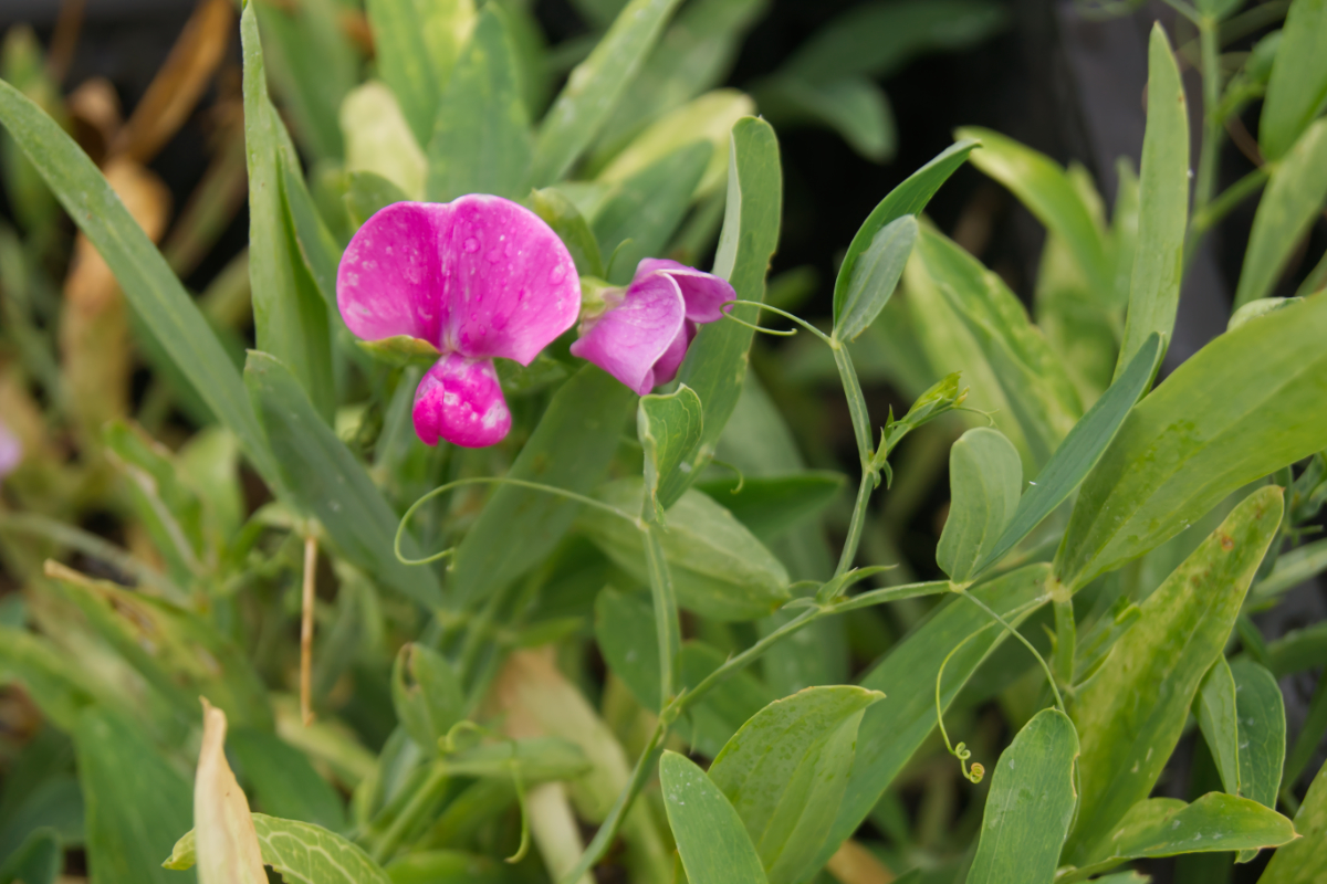 Lathyrus latifolius 'Rote Perle' - Staudenwicke