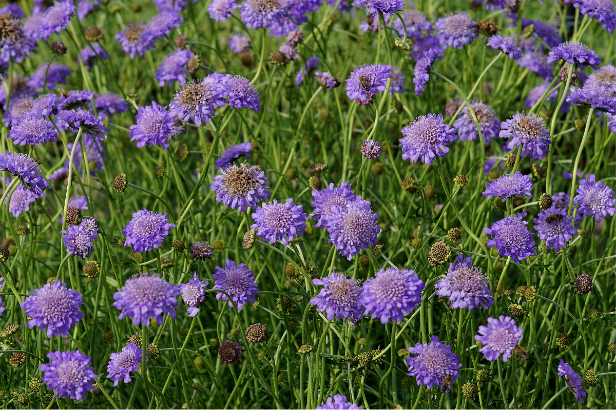 Scabiosa columbaria 'Butterfly Blue'