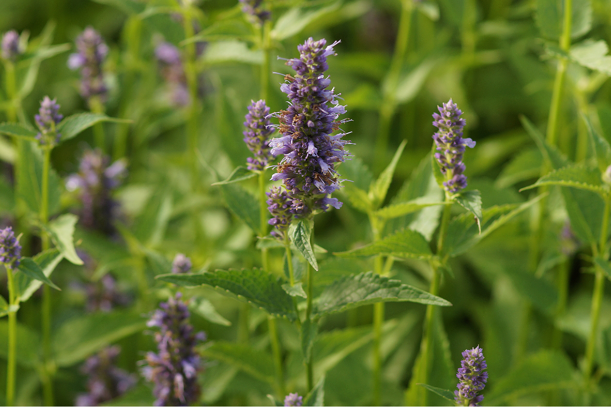 Agastache Rugosa-Hybr. 'Black Adder'