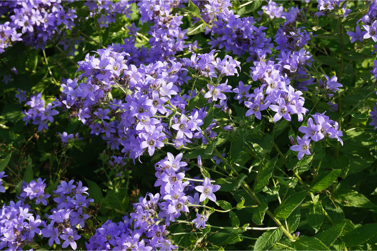 Campanula lactiflora 'Prichard' - Doldenglockenblume