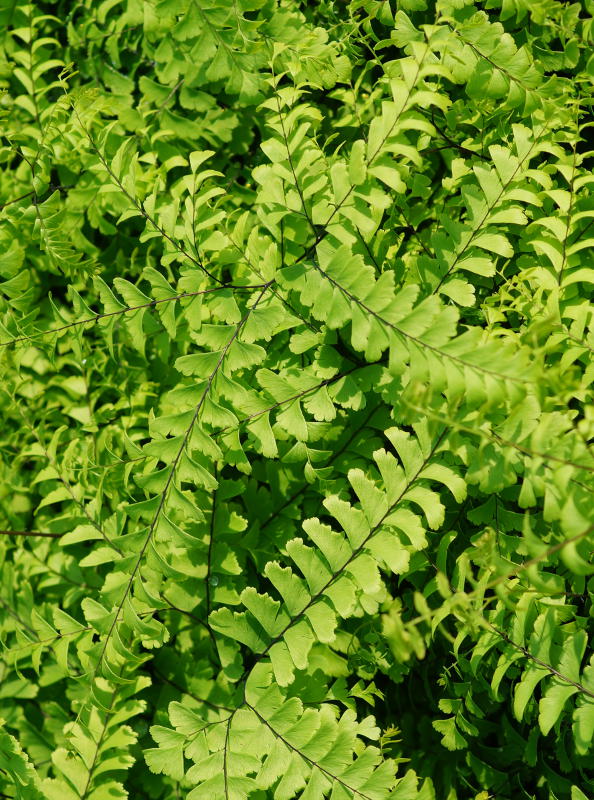 Adiantum pedatum var. aleuticum 'Imbricatum' gen.