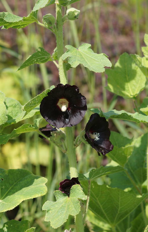 Alcea rosea 'Nigra'