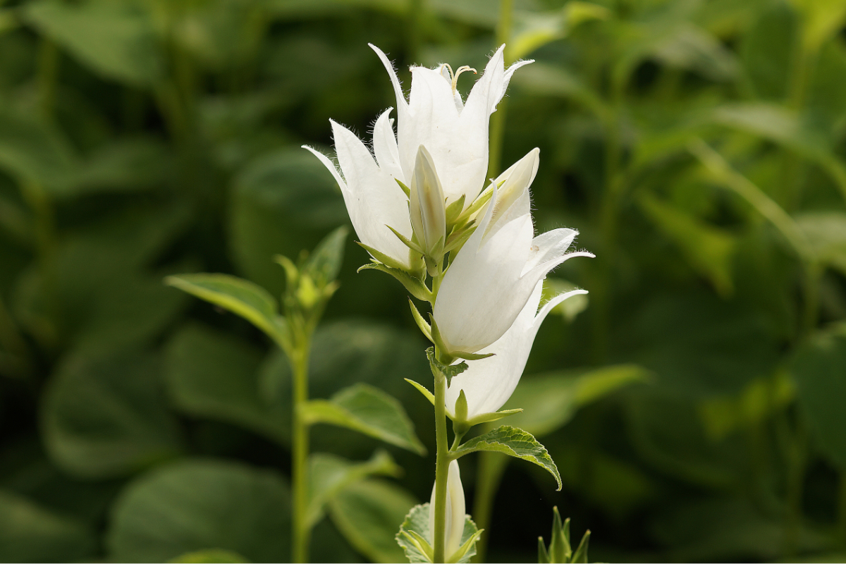 Campanula lat. macrantha 'Alba' - Waldglockenblume